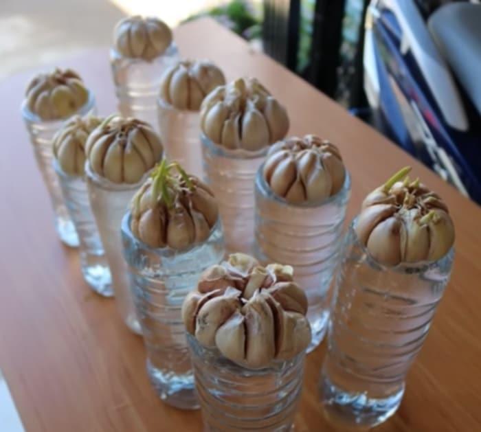 How to grow garlic at home