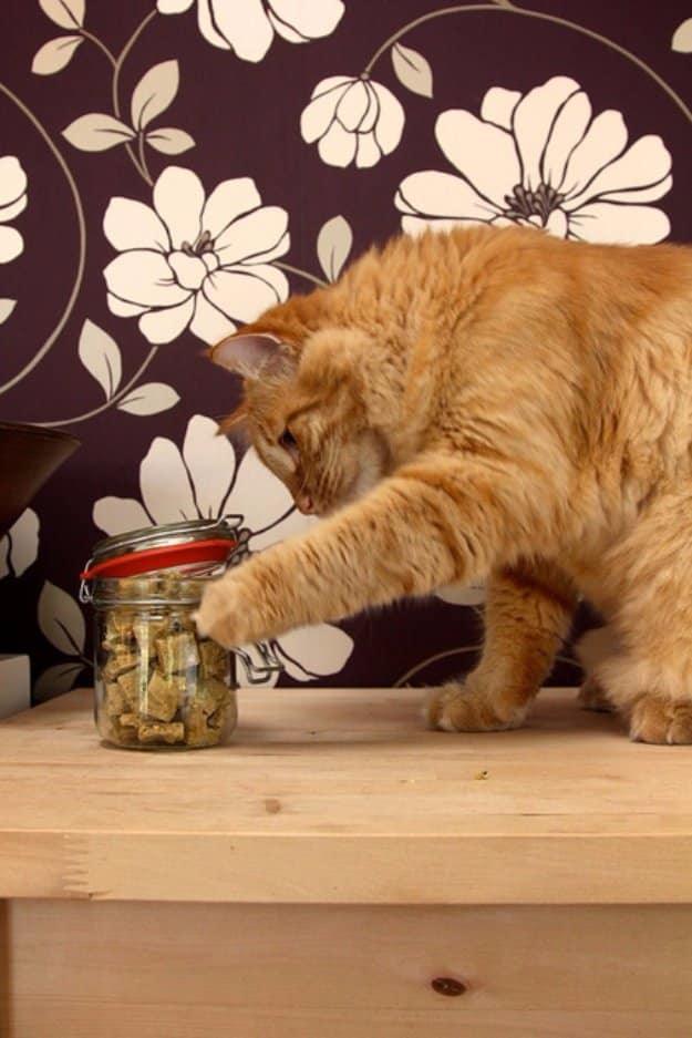 Chewy Cat Treats, a homemade treat your dog or cat will beg for and better than a store bought version