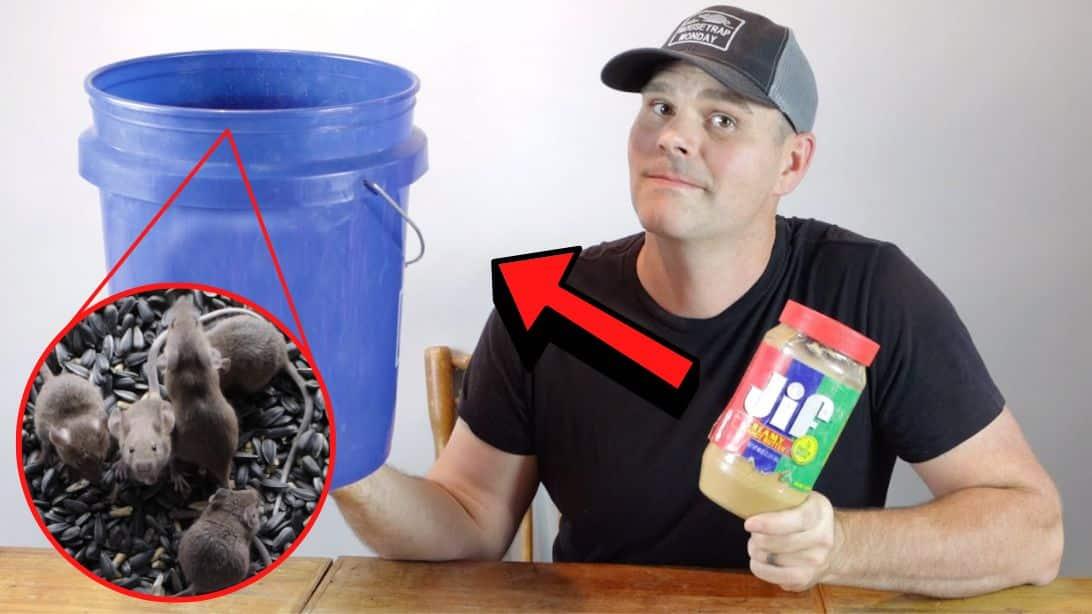 How to Catch Mice in a Bucket