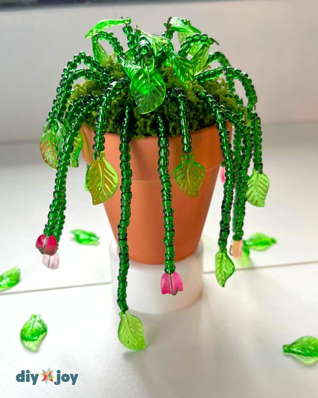Viral Beaded Plant — beaded plant