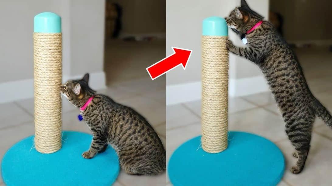 DIY Cat Scratching Post Using PVC Pipe