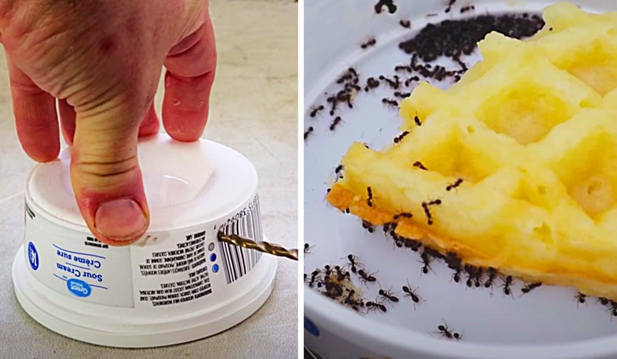 Get Rid Of Ants Fast And Easy