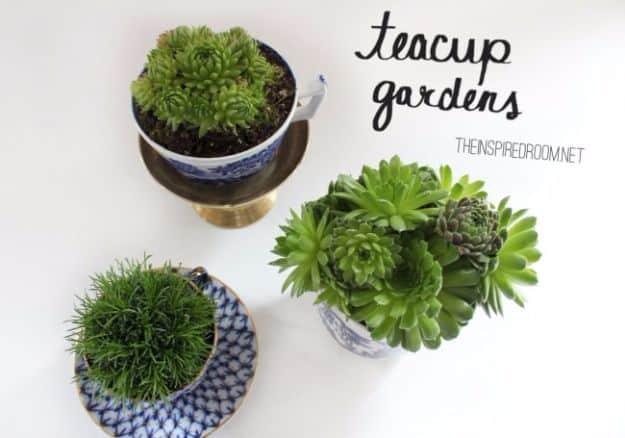 Teacup gardens, three blue and white patterned teacups planted with green succulents and low mossy creeping plants