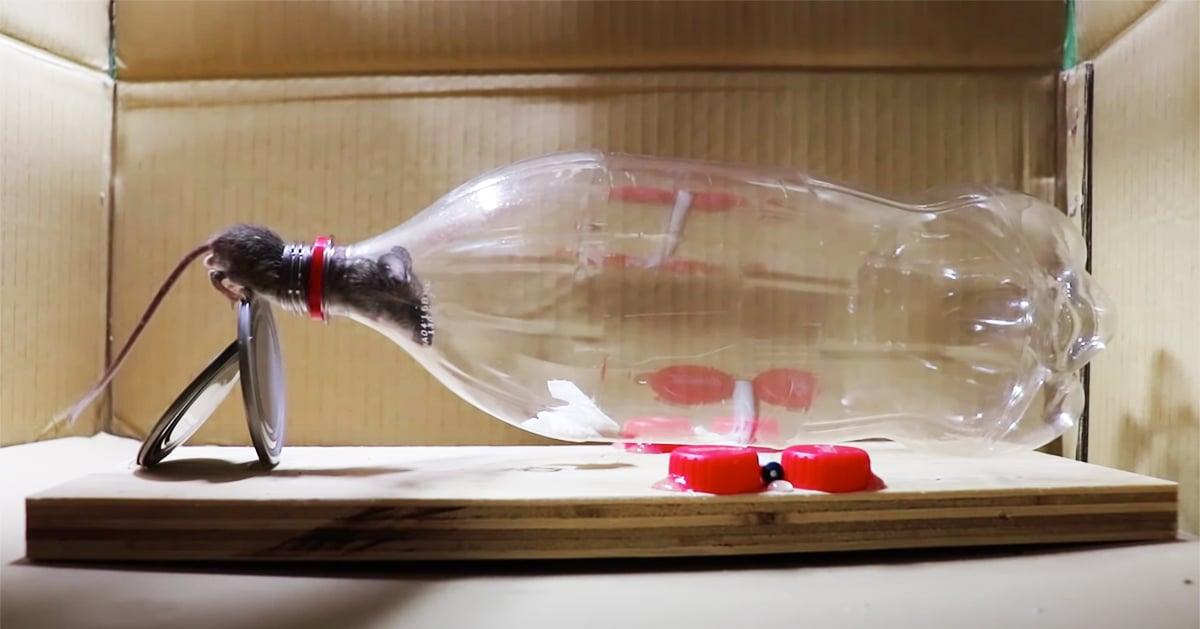 How To Make A Mouse Trap Using A Liter Bottle