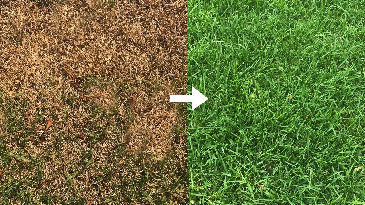 What To Do (And What Not To Do) To Help Your Grass Survive The Summer Heat