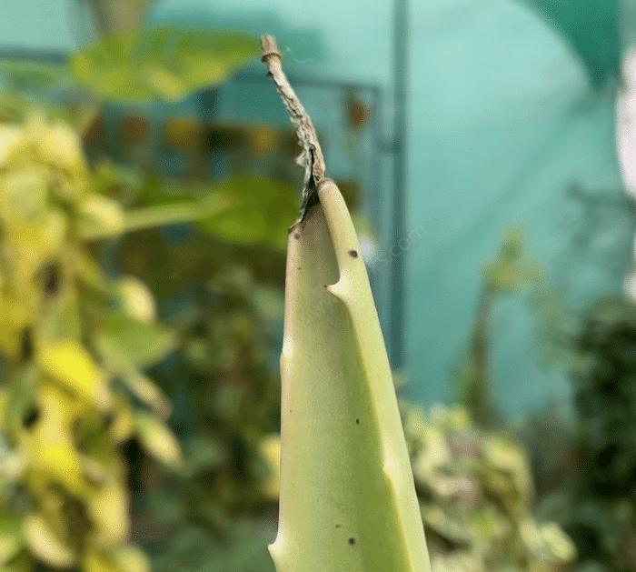 3 Secrets to Grow Thick and Fleshy Aloe Vera Leaves Tips