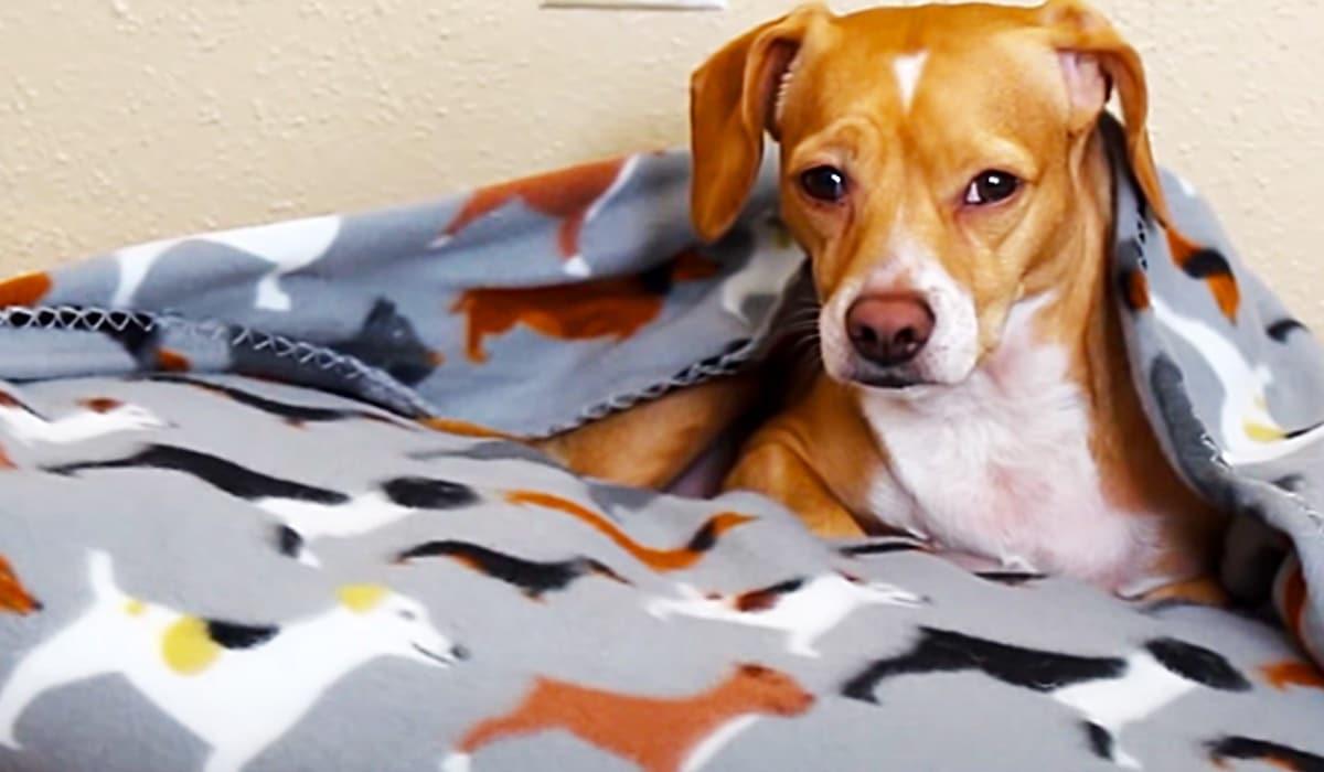 How To Sew A 10-Minute Pet Snuggle Bed