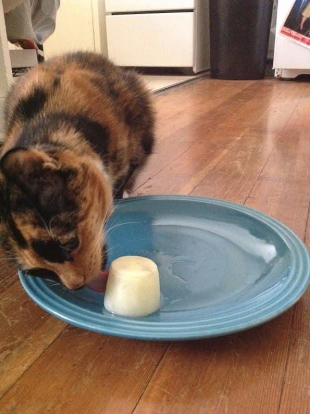 Goat Milk Catsicle, a fun kitchen project to do with the kids and better than a store bought version