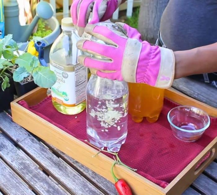 Natural Insecticides for Vegetable Gardens recipe