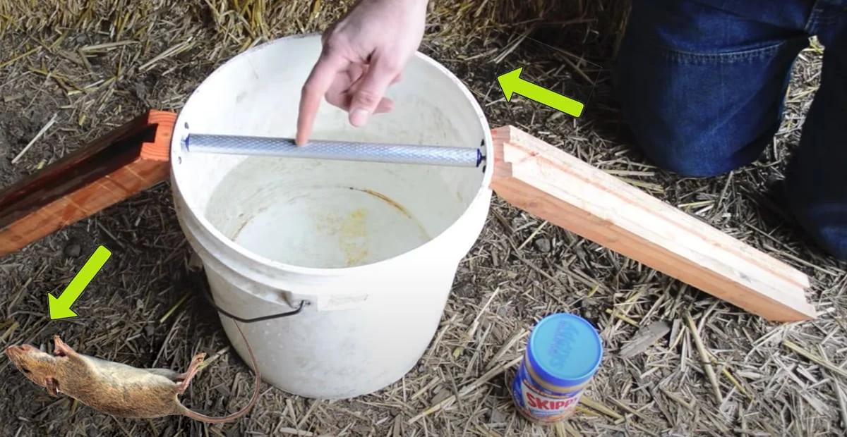DIY Mouse Trap Uses Peanut Butter, Then Lands Them In A Bucket of Water