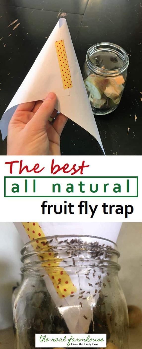 Best Ways to Get Rid of Bugs - All Natural Fruit Fly Trap - Easy Tips and Tricks to Get Rid of Roaches, Ants, Fleas and Flies - DIY Ways To Exterminate and Elimiate Pests from Your
