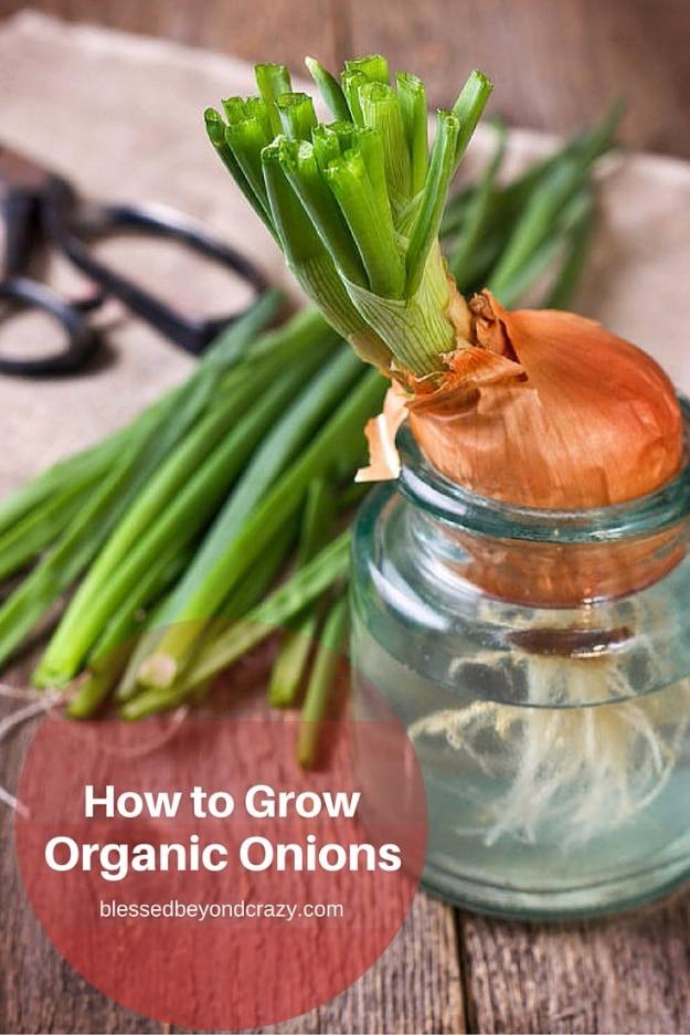 Onion sprouting green shoots in a glass jar of water beside a bunch of green onions on a wooden surface