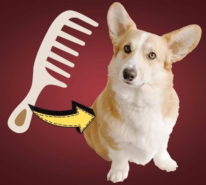 Easy Way To Get Rid Of Dog Or Cat Fleas