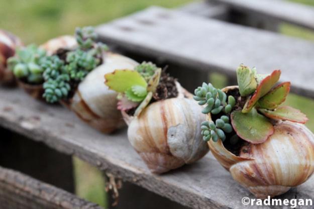 Shell Potted Succulents, friendly for a beginner working with basic tools and a result sturdy enough for daily use