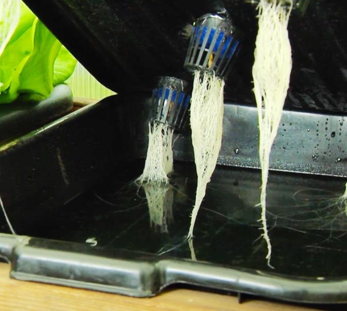 Grow Hydroponic Plants In Bussing Tubs From The Restaurant Supply