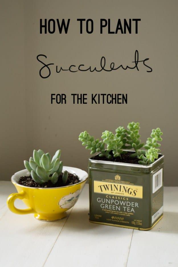 Kitchen Succulents, a succulent craft idea worth trying this season and an affordable way to try something new