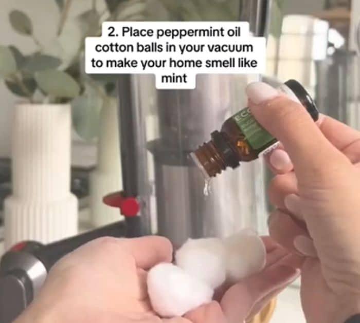 How to Get Rid of Insects