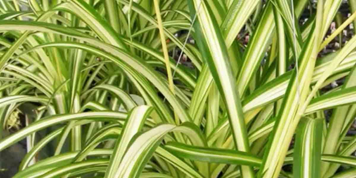 Did You Know There Are 10 Houseplants That Actually Purify The Air?