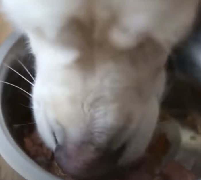 Easy Way To Get Rid Of Dog Fleas Naturally