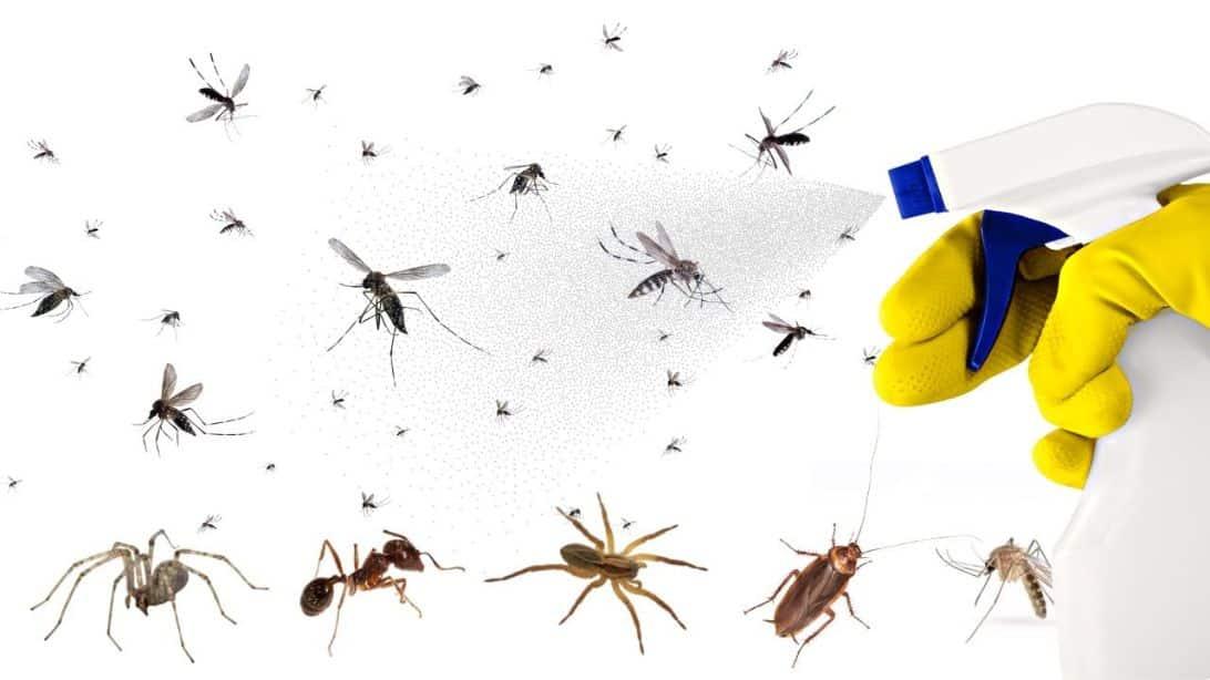 Get Rid of Most Insects Around Your Home Using This Trick