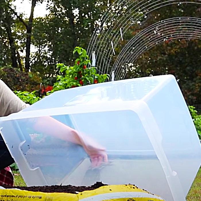 How To Grow Salad Greens All Winter Long - Easy Way To Grow Salad - How To Make A Mini Greenhouse