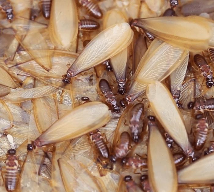 Tips to Get Rid of Flying Ants