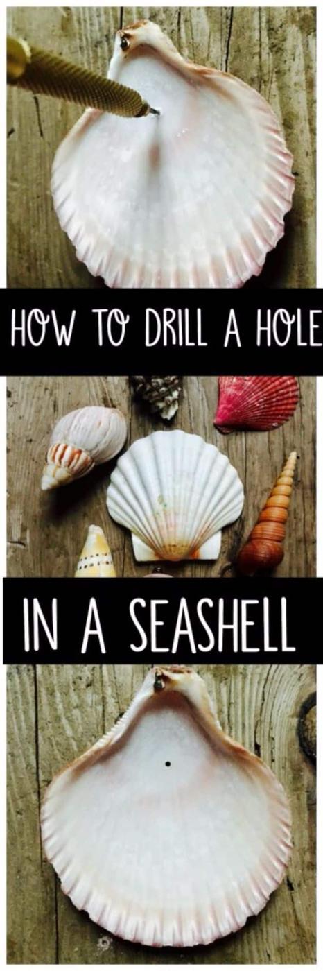 Drill a hole in a seashell, a three panel graphic showing a drill bit going into a white scallop shell