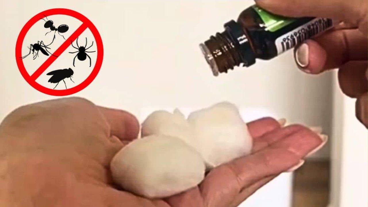 5 Hacks to Repel Bugs and Spiders in Your Home