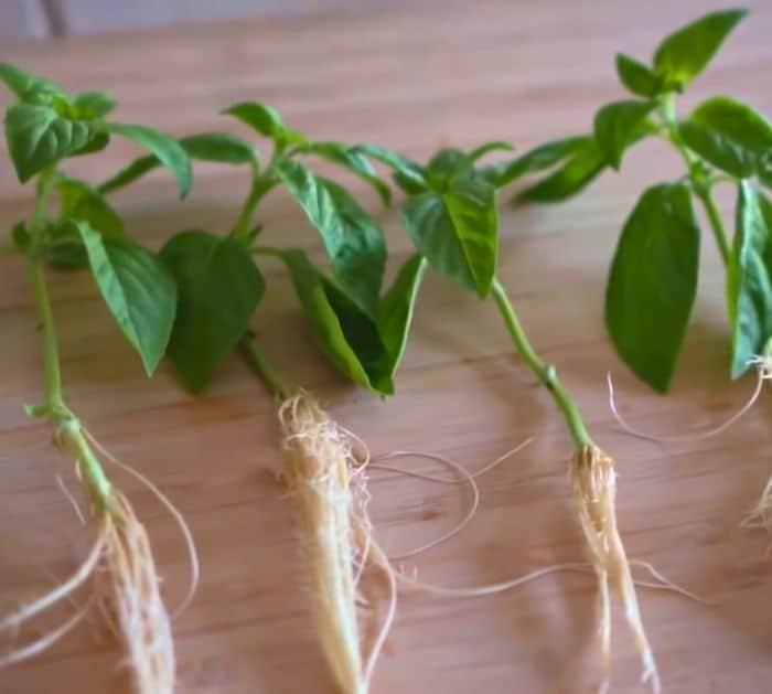 How to Plant a Basil