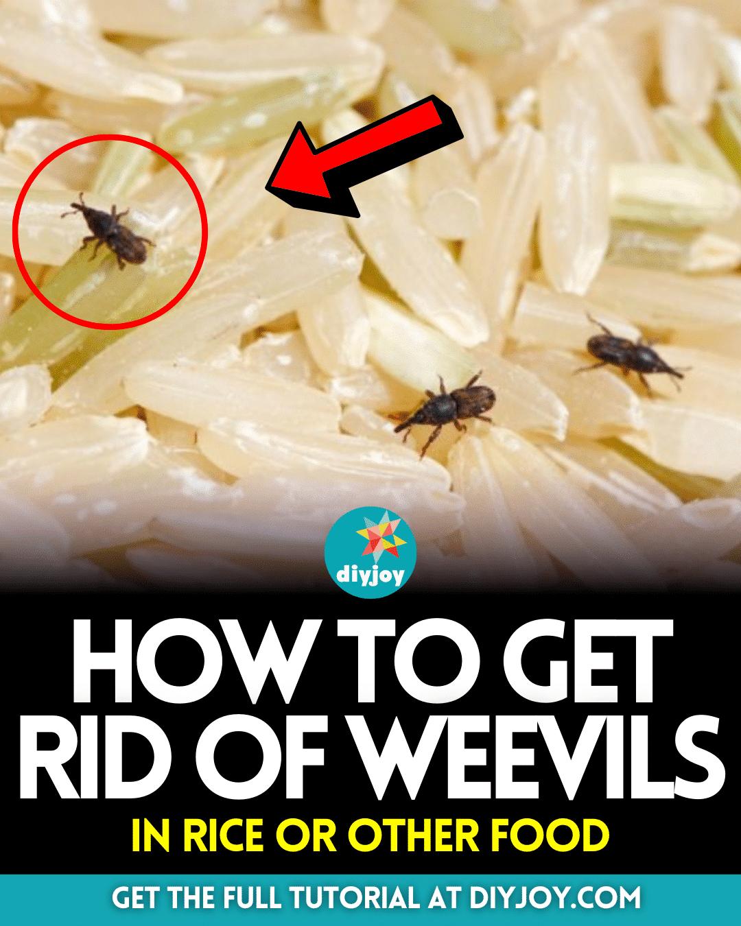 How to Get Rid of Weevils in Rice or Other Food