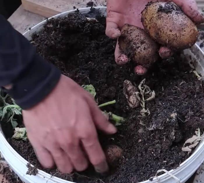 How to Plant and Grow Potatoes for Beginners
