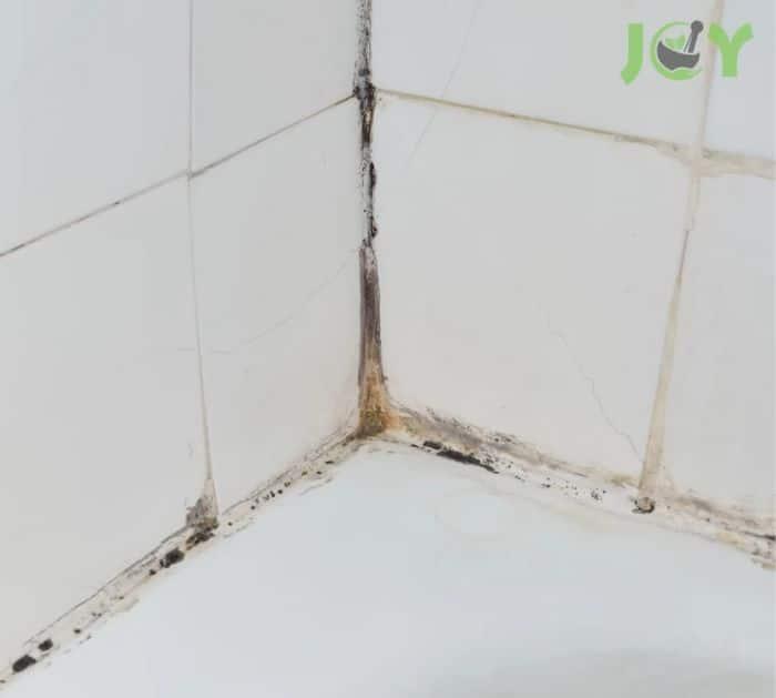 How to Get Rid of Mold for Good
