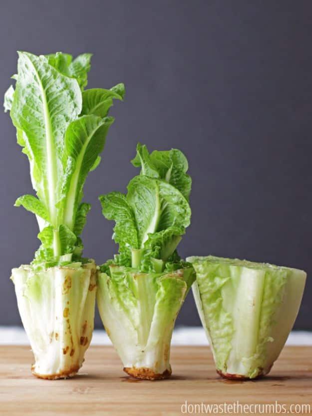 Ways to Save Money in 2018 - Regrow Food In Water - Easy Money Saving Ideas and Tips for Budgeting - Cool Idea for Budget Planning and Smart Financial Advice for Beginners - Create