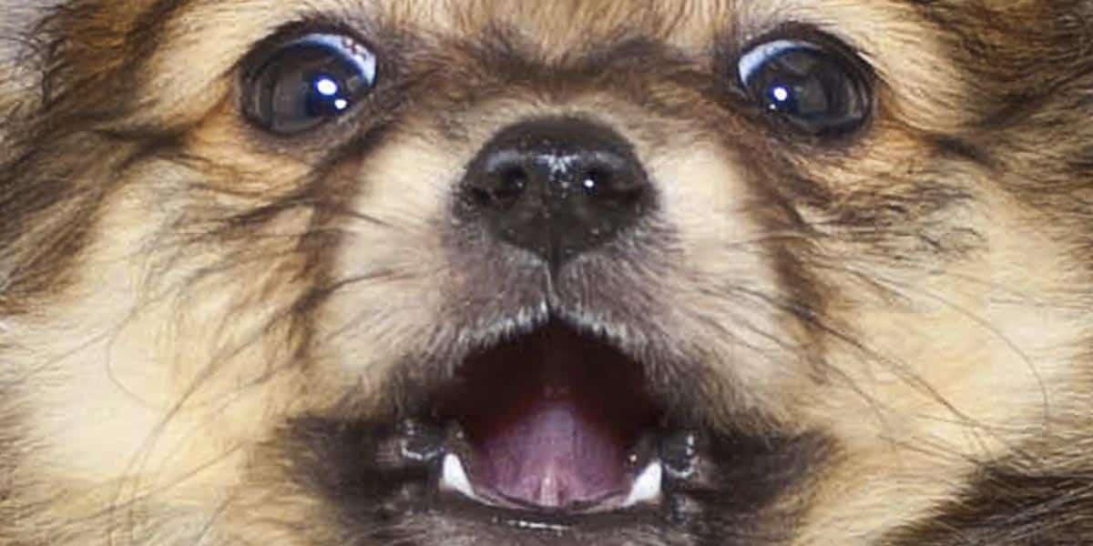 7 Simple Hacks Every Dog Owner Should Know (Watch!)