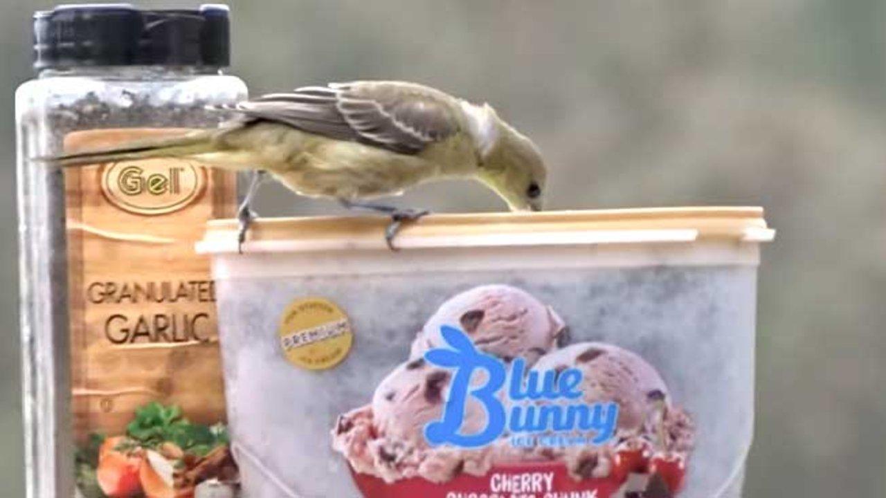 Easy DIY Hummingbird Feeder From Ice Cream Carton