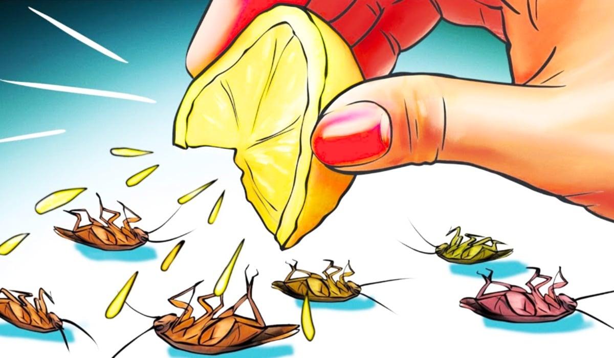 12 Ways To Get Rid Of Roaches Naturally