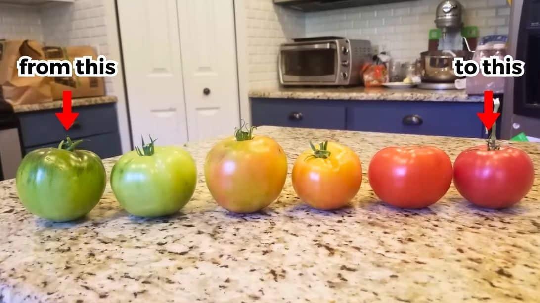 How to Ripen Green Tomatoes Indoors