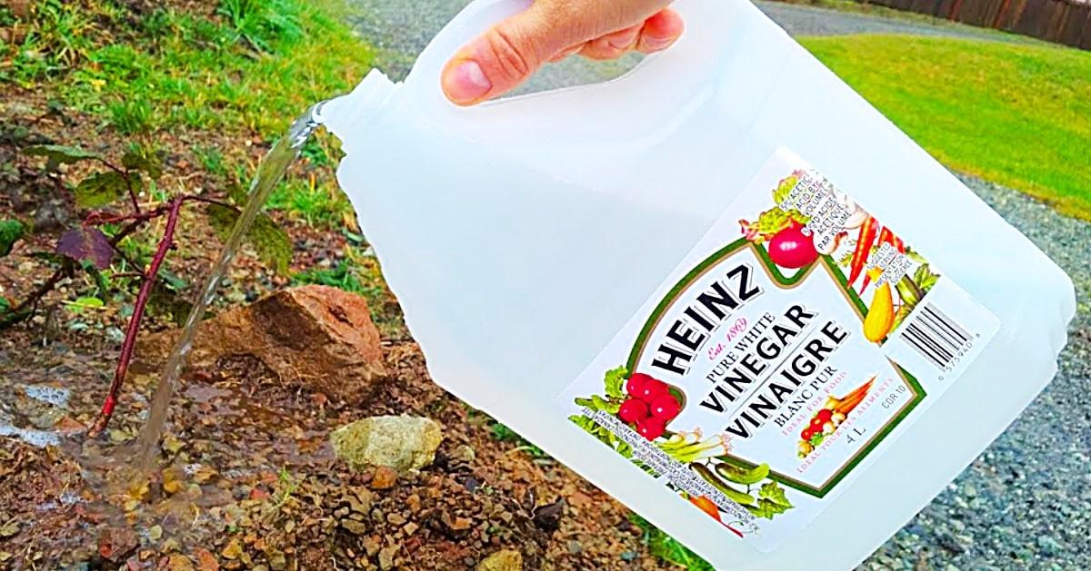 5 Ways To Use Vinegar In The Garden