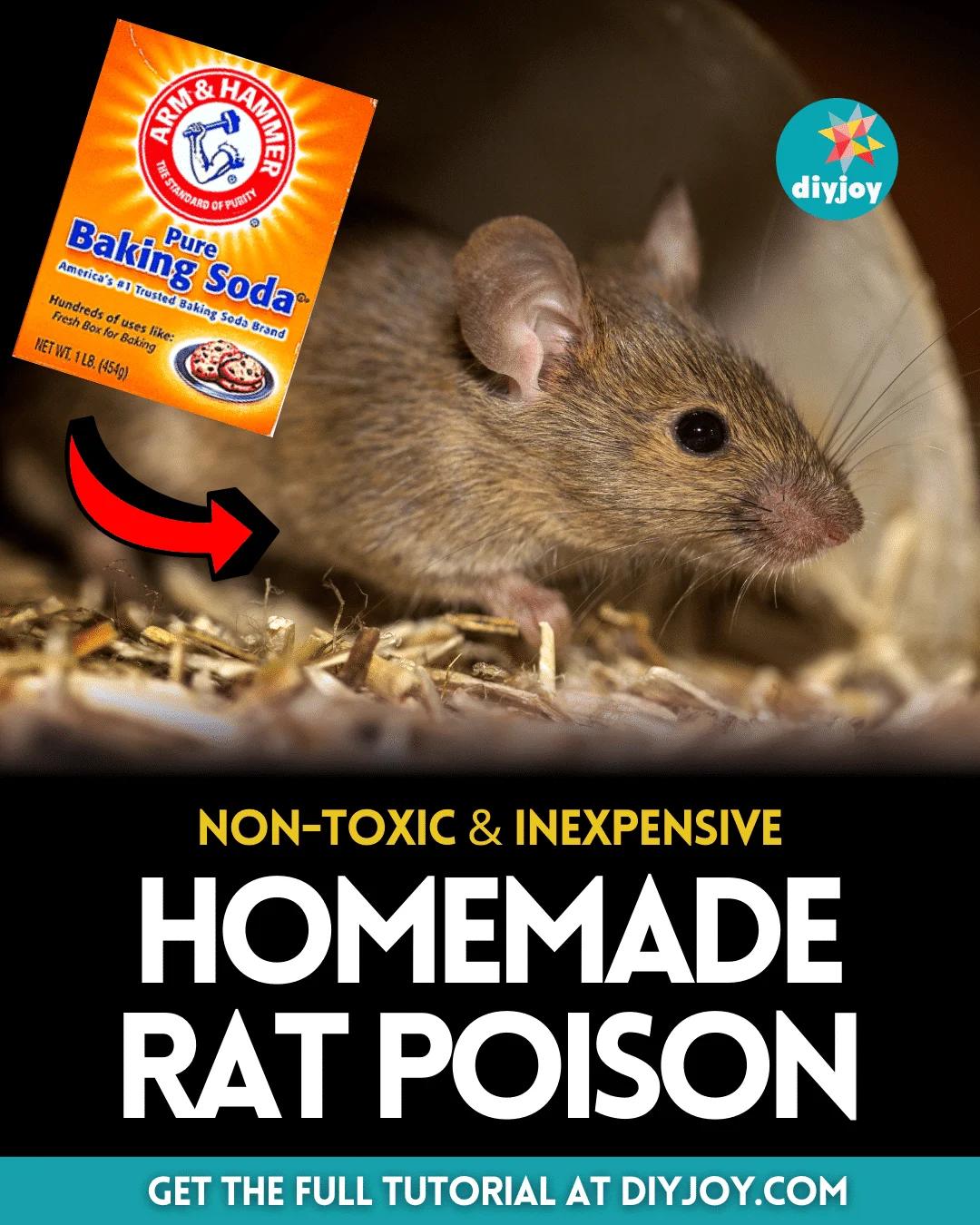 Easy Homemade Rat Poison Tutorial
