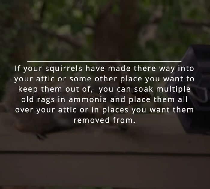 How to Repel Pests, Insects, and Bugs