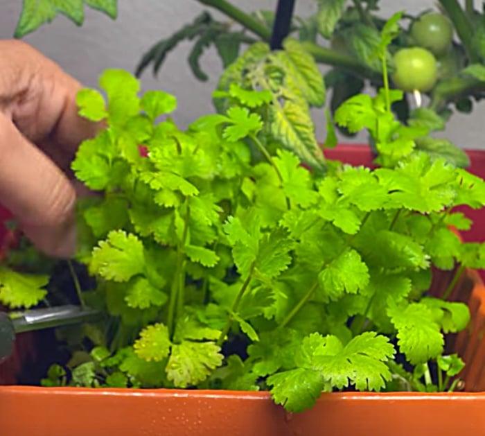 Grow cilantro and other herbs for survival gardening