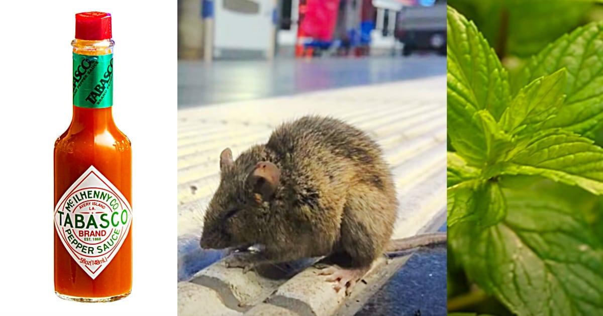 7 Natural Ways To Repel Mice