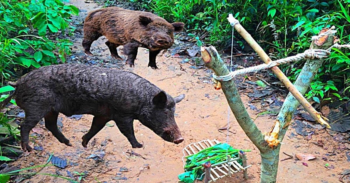 How to Make A Wild Hog Trap With A Snare