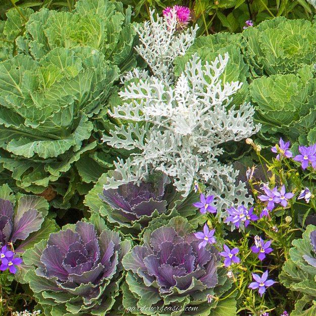 Green and deep purple ornamental cabbages planted with silvery dusty miller and small purple flowers