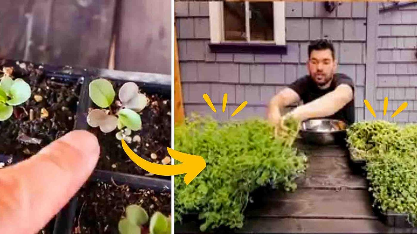 5 Fast Crops You Can Harvest in Under One Month