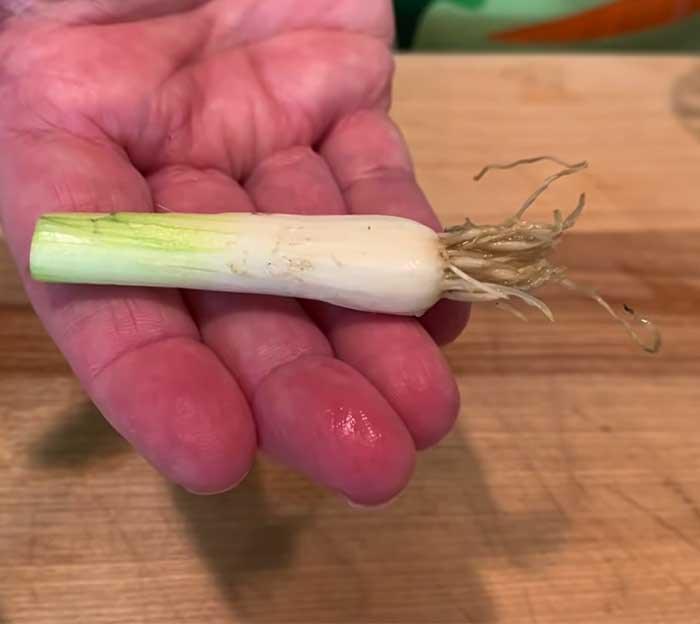 How To Re-Grow Onions - Kitchen Garden
