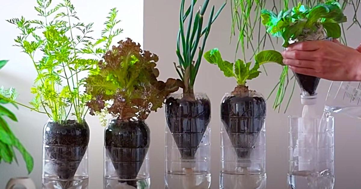 Growing Vegetables On The Countertop Hydroponically