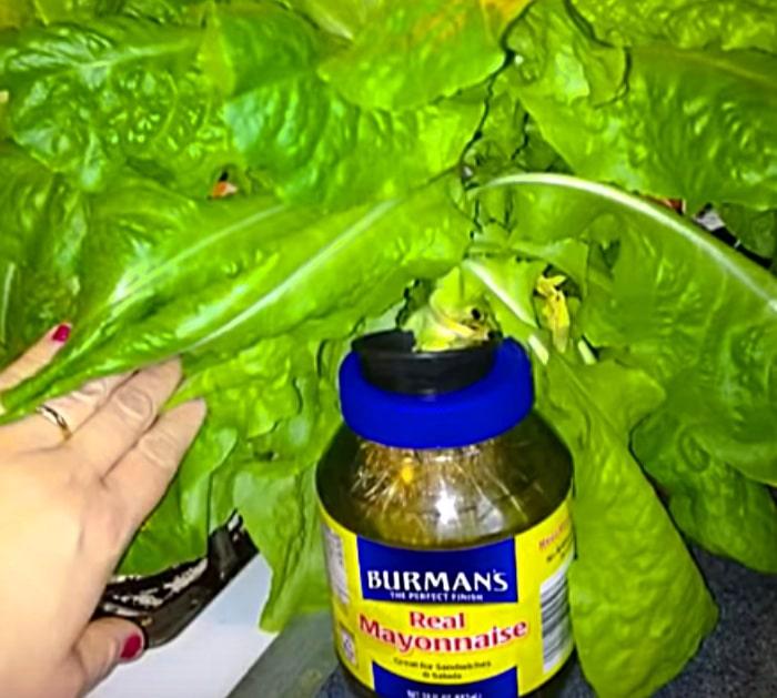 Hydroponic food grown in Mason Jars