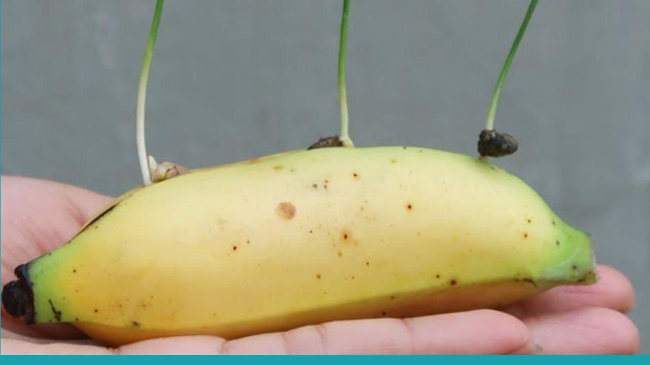 How To Grow Lemons In A Banana