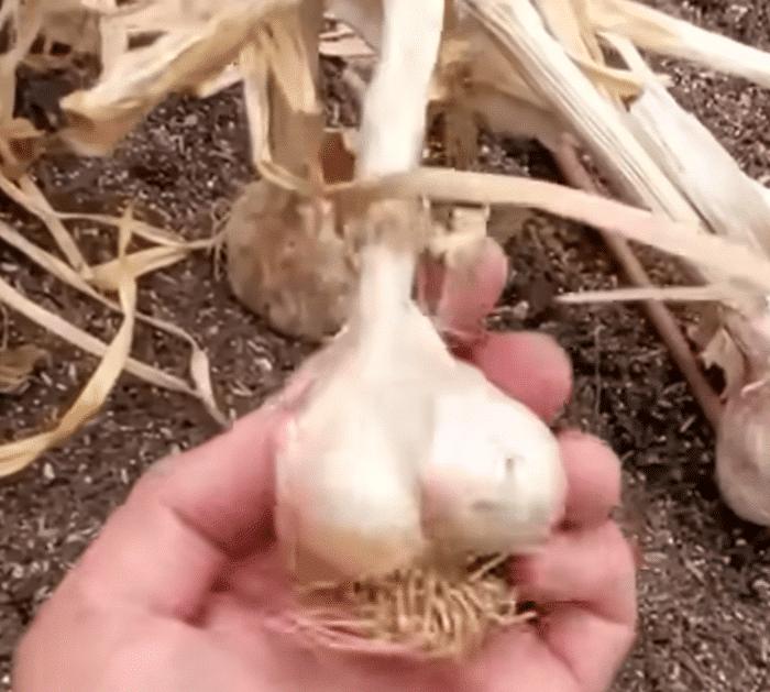 Seeds You Can Plant in September